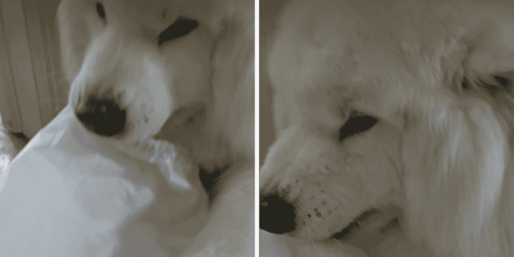 Senior Dog Stares at Dad With a Stolen Bag — He Seems Certain He Is the Problem Here