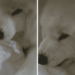 Senior Dog Stares at Dad With a Stolen Bag — He Seems Certain He Is the Problem Here