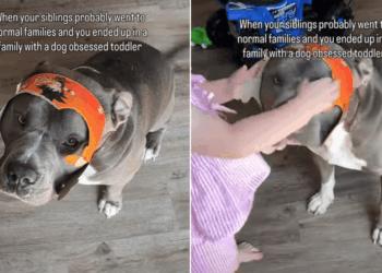 Dog Wears His Tiny Human’s Latest Creation Like There’s Nobody He’d Rather Please