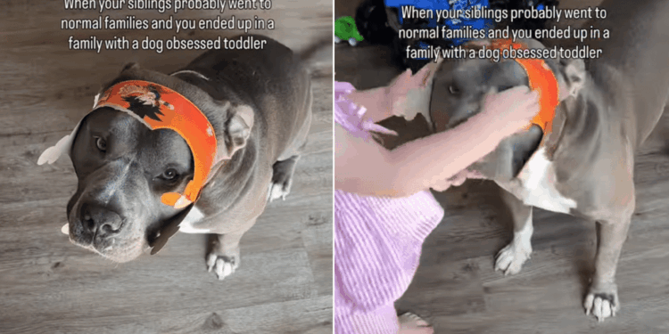 Dog Wears His Tiny Human’s Latest Creation Like There’s Nobody He’d Rather Please