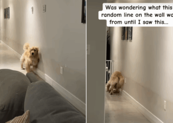 Golden Retriever Refuses to Walk Down the Hallway Without Hugging the Wall