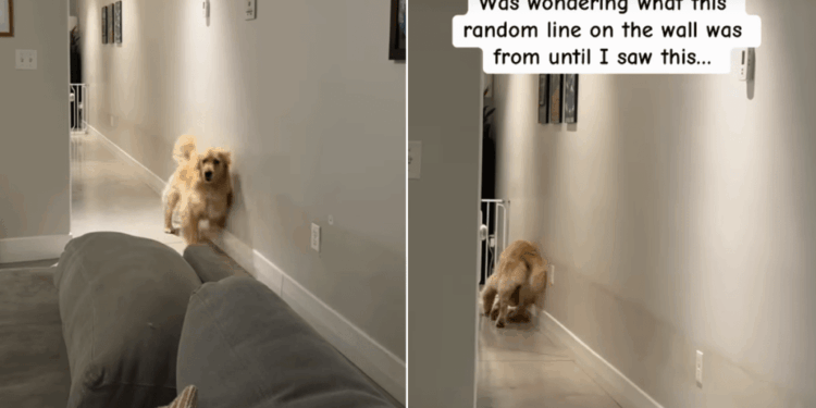Golden Retriever Refuses to Walk Down the Hallway Without Hugging the Wall