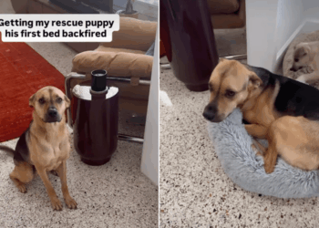 Rescue Puppy Gets His First Bed, Only for His Furry Brother to Steal It