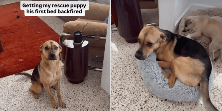 Rescue Puppy Gets His First Bed, Only for His Furry Brother to Steal It