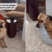 Rescue Puppy Gets His First Bed, Only for His Furry Brother to Steal It