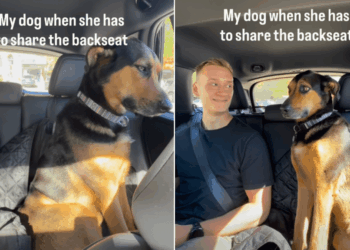 Dog Side-Eyes the Human in Her Backseat Like He’s Sitting in First Class Without a Ticket