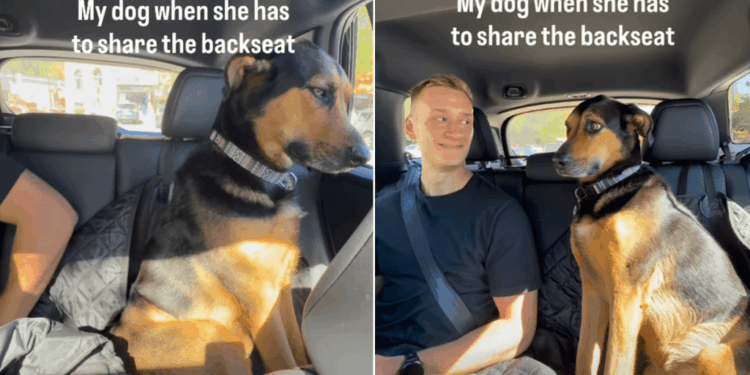 Dog Side-Eyes the Human in Her Backseat Like He’s Sitting in First Class Without a Ticket
