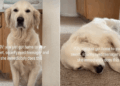 Golden Retriever Flops Over for Belly Rubs Like Her Parents Have Hours to Make Up For