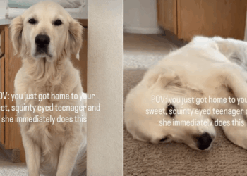 Golden Retriever Flops Over for Belly Rubs Like Her Parents Have Hours to Make Up For