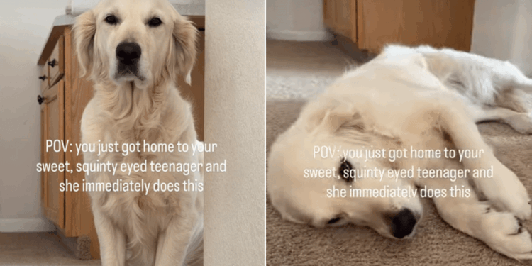 Golden Retriever Flops Over for Belly Rubs Like Her Parents Have Hours to Make Up For