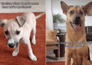 Rescue Dog ‘Explains’ Brotherhood to His Puppy & the Sweet Exchange Hits Close to Home