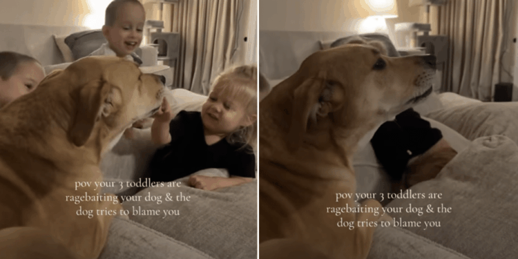 Dog Talks Back as Toddlers Tease Her — Mom Is Clearly Getting Blamed for the Whole Thing