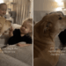Dog Talks Back as Toddlers Tease Her — Mom Is Clearly Getting Blamed for the Whole Thing
