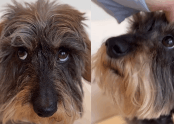 Dog Wants Attention So Badly, but He’s Too Shy to Ask for It