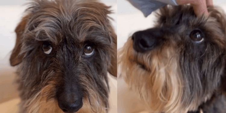 Dog Wants Attention So Badly, but He’s Too Shy to Ask for It