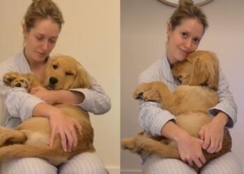 Golden Retriever Hides in Mom’s Arms by the Stairs Because Being Brave Can Wait Until Tomorrow