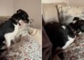 Dog Can’t Just Sit Down Next to Mom — He Has to Get His Cozy Setup Exactly Right First