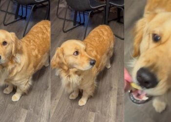 Golden Retriever Says It All With Her Eyes When She Spots the Cheese