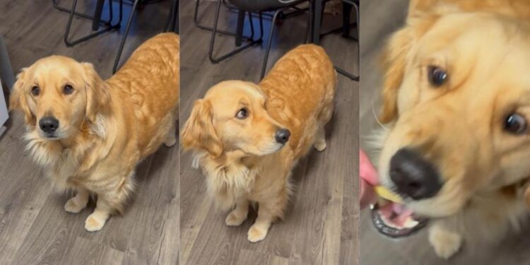 Golden Retriever Says It All With Her Eyes When She Spots the Cheese