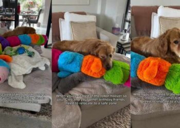 Golden Retriever Is So Scared of the Robot Vacuum He Takes All His Toys to Safety