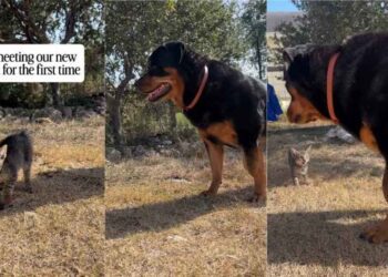 Big Dog Meets a Tiny Kitten for the First Time & Is Surprisingly Gentle
