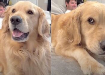 Golden Retriever Reacts When Mom Blames Dad for Coming Home Late — Her Face Says It All