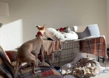 Dog Interrupts Her Sister’s Quiet Time — Little Sisters Really Do Come With No off Switch