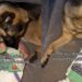 Dog Figures Out How to Make Baby Laugh & Puts It on Repeat